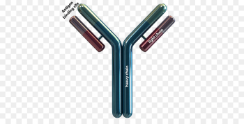 Antibody Protein Antigen Knowledge Evolution - antibody png ...