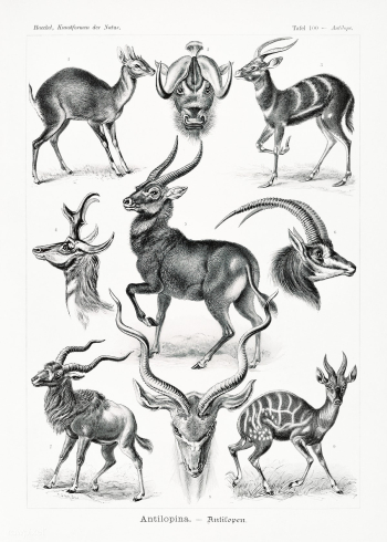 Antilopina&ndash;Antilopen from Kunstformen der Natur (1904) by Ernst .. | Free public domain illustration - 2272990