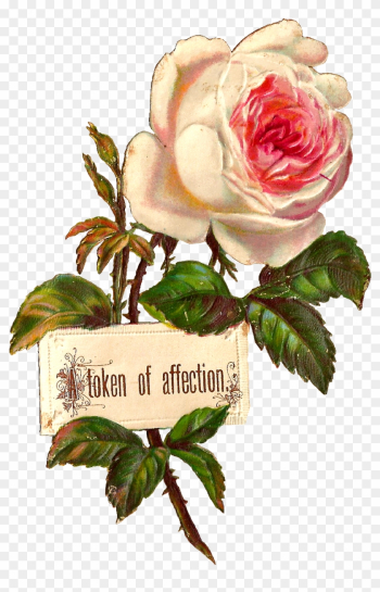 Antique Images Printable White Rose Label Design Blank - Rose Png Illustration Antique Images Printable White Rose Label Design Blank - Rose Png Illustration