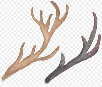 antler horn elk antler horn elk