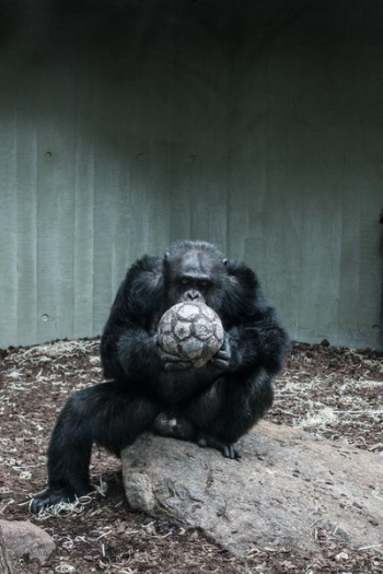 ape holding soccer ball ape holding soccer ball