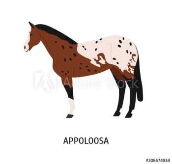 Appaloosa breed horse flat vector illustration