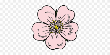 Apple Blossom Flower Rose Plant Wild Summe - Wild Rose Clip Art Apple Blossom Flower Rose Plant Wild Summe - Wild Rose Clip Art