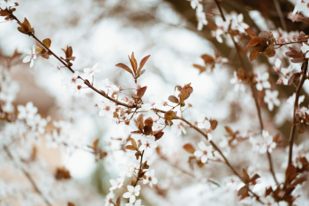 Apple Blossom – Made with Canon 5d Mark III and Meyer Optik Görlitz Primoplan 1.9 / 75mm