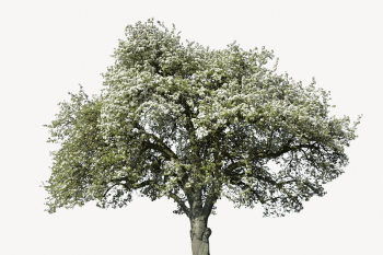 Apple blossom tree, isolated botanical | Free PSD - rawpixel Apple blossom tree, isolated botanical | Free PSD - rawpixel