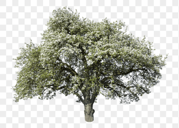 Apple blossom tree png sticker, | Free PNG - rawpixel Apple blossom tree png sticker, | Free PNG - rawpixel