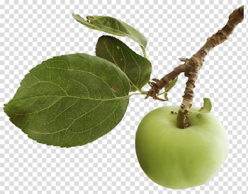 Apple Computer Software , Apple leaves transparent background PNG clipart Apple Computer Software , Apple leaves transparent background PNG clipart