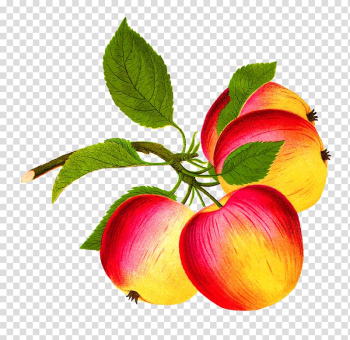Apple Food Fruit , apple fruit transparent background PNG clipart Apple Food Fruit , apple fruit transparent background PNG clipart