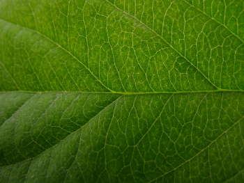 Apple Leaf Texture | Texture & Abstracts | Plant leaves, Plants ...