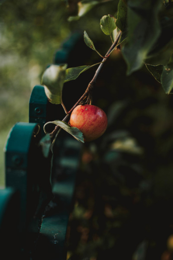 Apple On A Branch Apple On A Branch