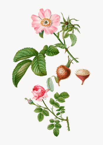 Apple rose | Free stock vector - 569472 Apple rose | Free stock vector - 569472