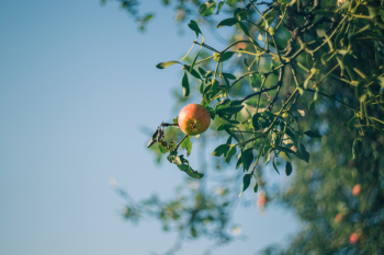 Apple tree and mistletoe Apple tree and mistletoe