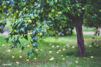 Apple tree | Free stock photo - 435508 Apple tree | Free stock photo - 435508