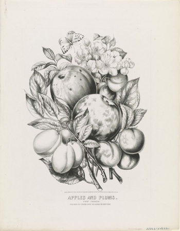 Apples and Plums: first premium | Free Photo - rawpixel Apples and Plums: first premium | Free Photo - rawpixel