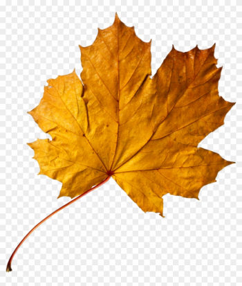 Apricot Autumn Leaf Color Maple Leaf Gold - Apricot Autumn Leaf Color Maple Leaf Gold Apricot Autumn Leaf Color Maple Leaf Gold - Apricot Autumn Leaf Color Maple Leaf Gold