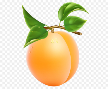 Apricot Computer file - Apricot Transparent PNG Clipart Picture 