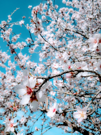 Apricot tree in full blossom