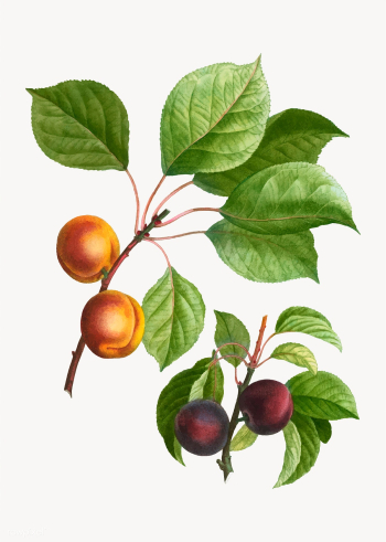 Apricots and plums | Free stock vector - 568819 Apricots and plums | Free stock vector - 568819
