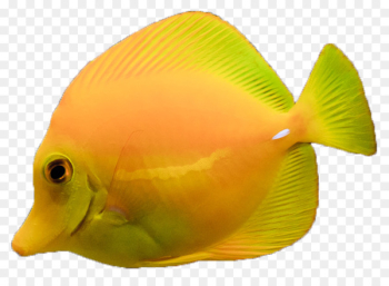 Aquarium Coral Saltwater fish Seawater - water Aquarium Coral Saltwater fish Seawater - water