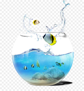 Aquarium - Cutlass fish tank 