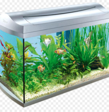 Aquarium Filters Aquariums Goldfish Tropical fish - the aquarium 