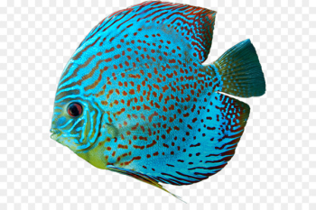Aquarium Fresh water Discus Freshwater fish Fishkeeping - fish 