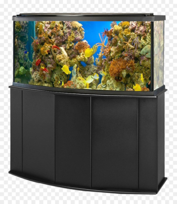 Aquarium Goldfish Ornamental fish - Aquarium Fish Tank Aquarium Goldfish Ornamental fish - Aquarium Fish Tank