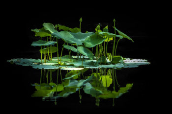 Aquatic Jungle Aquatic Jungle