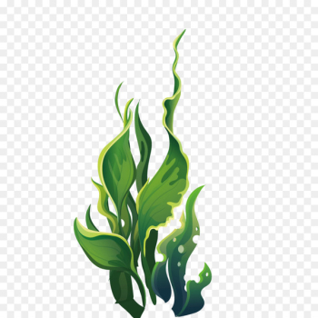 Aquatic plant Algae - Wide green leaves marine plants 