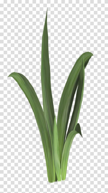 Aquatic plant Aquatic animal, grass transparent background PNG clipart Aquatic plant Aquatic animal, grass transparent background PNG clipart