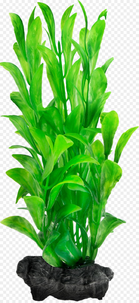 Aquatic Plants Aquariums Hygrophila polysperma - plant Aquatic Plants Aquariums Hygrophila polysperma - plant