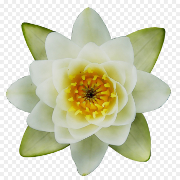 Aquatic Plants Proteales - Aquatic Plants Proteales -