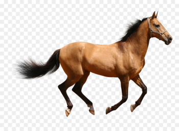 Arabian horse American Paint Horse American Quarter Horse Mustang Clydesdale horse - mustang 