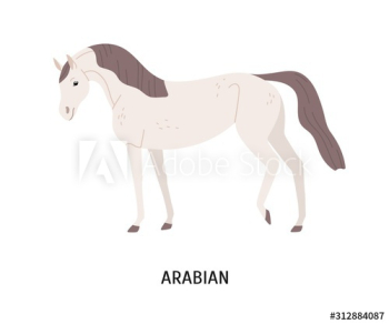 Arabian horse flat vector illustration Arabian horse flat vector illustration