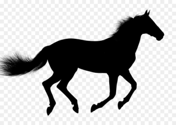 Arabian Horse, Mustang, Pony, Horse, Mammal PNG Arabian Horse, Mustang, Pony, Horse, Mammal PNG