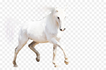 Arabian horse Mustang Stallion Horses Mare - horse Arabian horse Mustang Stallion Horses Mare - horse