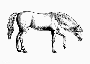 Arabian horse shade drawing | Free stock vector - 562363 Arabian horse shade drawing | Free stock vector - 562363
