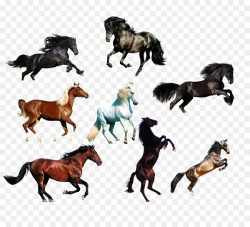 Arabian horse Wild horse Animal - BMW Eight Horses Arabian horse Wild horse Animal - BMW Eight Horses
