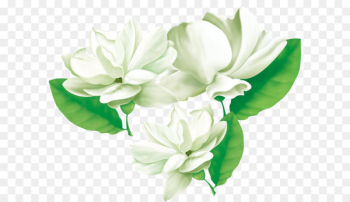 Arabian jasmine Flower Cape jasmine - Three jasmine Arabian jasmine Flower Cape jasmine - Three jasmine