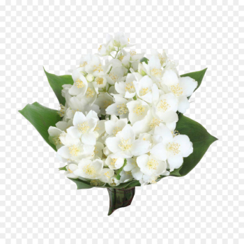 Arabian jasmine Flower Photography Clip art - Jasmine bouquet 