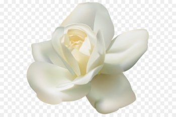 Arabian jasmine Tea Clip art - Beautiful White Rose PNG Clipart Image 