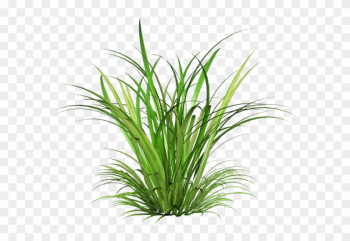 Architecture Portfolio - Grass Plant Png Architecture Portfolio - Grass Plant Png