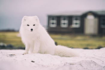 Arctic Fox Arctic Fox