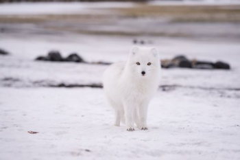arctic fox arctic fox