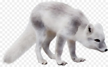 Arctic fox Alaskan tundra wolf Fur Fauna - Arctic fox Alaskan tundra wolf Fur Fauna -