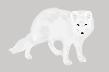 Arctic fox clipart, animal illustration. | Free Photo - rawpixel Arctic fox clipart, animal illustration. | Free Photo - rawpixel