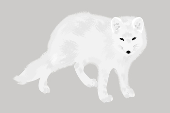 Arctic fox clipart, animal illustration | Free PSD - rawpixel Arctic fox clipart, animal illustration | Free PSD - rawpixel