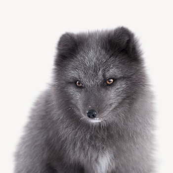 Arctic fox collage element psd | Free PSD - rawpixel Arctic fox collage element psd | Free PSD - rawpixel