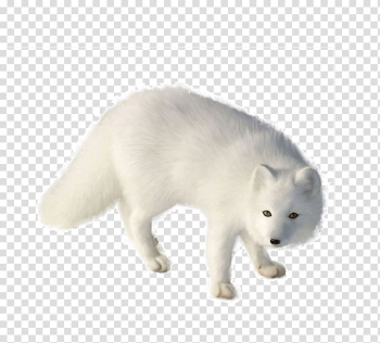 Arctic fox Diego de la Vega Vulpini, White fox transparent background PNG clipart Arctic fox Diego de la Vega Vulpini, White fox transparent background PNG clipart
