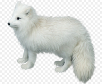 Arctic fox Gray wolf Clip art - White fox Arctic fox Gray wolf Clip art - White fox